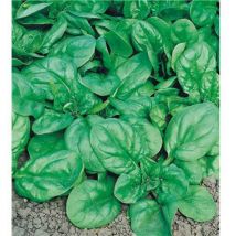 Epinard lagos HF1 - 20 g - graines de légumes