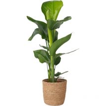 Plant In A Box - Oiseau de paradis - Strelitzia nicolai - Hauteur 55-70cm - 17cm