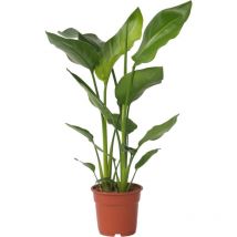 Plant In A Box - Oiseau de paradis - Strelitzia nicolai - Hauteur 55-70cm - 17cm