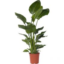 Plant In A Box - Oiseau de paradis - Strelitzia nicolai - Hauteur 150-170cm - 28cm