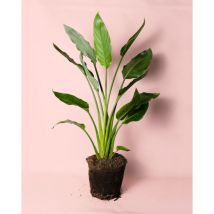 Pur Plant - Strelitzia Reginae Ave del Paraíso Planta Natural