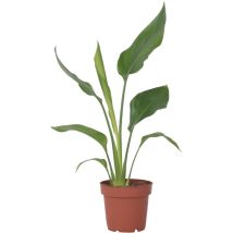 Oiseau de paradis - Strelitzia reginea - Hauteur 25-40cm - 9cm