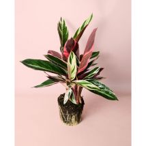 Pur Plant - Stromanthe Triostar m Plantas Naturales Interior