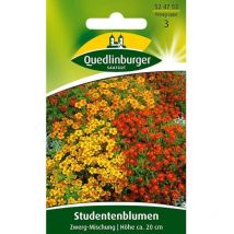 Quedlinburger Studentenblumen Zwerg-Mischung - Blumensamen