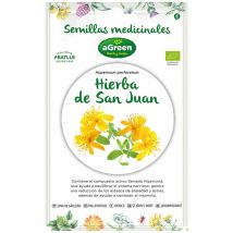 Semi di erba di John eco - perenne 30-60cm - infusione