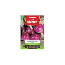 Süße rote Zwiebelsamen von Tropea Blumen