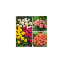 Super collection - 14 dahlias buissonnants - dahlia