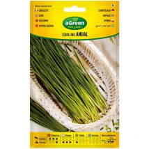 Sur graines de ciboulette annuelle 000239bolsh d'accord - oignon sans bulbe vert - 25-30cm de hauteur