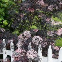 Sureau noir Black Lace 'Eva'/Pot de 7,5L