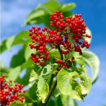 Sureau à Grappes Rouges (Sambucus Racemosa)