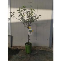 Susino nano 130 cm foto reali pianta da frutto, nano, pianta da vaso