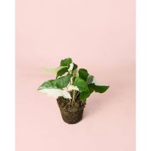 Syngonium Variegado Plantas Naturales Interior Pur Plant