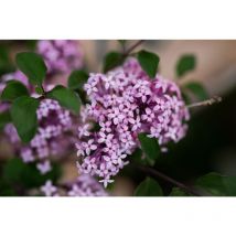 Sonstige - Syringa meyeri 'Red Pixie' Sta c 7,5 125