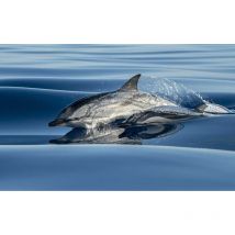 Hxadeco - Tableau animaux dauphin dans le sillon d'un bateau - 80x50 cm