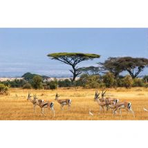 Hxadeco - Tableau animaux grant gazelles dans la savane - 80x50 cm