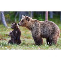 Hxadeco - Tableau animaux ourse brune et son ourson - 80x50 cm