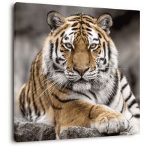 Ceanothe - Tableau sur toile tigre de Sibérie 45x45 cm - Impression sur Toile Murale Décorative - Image imprimée en hd sur Toile - Toile sur Châssis