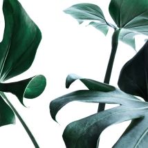 Tableau nature feuille pour salle de bain | Tableau sur toile plante verte sur fond blanc | Tableau moderne feuillage pour entrée 0,5 x 0,5 m