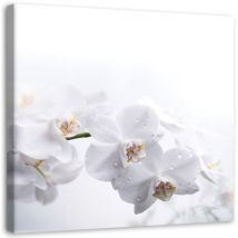 Image sur toile, Orchidées blanches sur fond blanc - 50x50