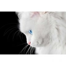 Tableau photo angora aux yeux bleus - 80x50 cm