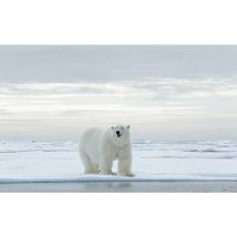 Tableau photo grand ours blanc et banquise - 80x50 cm