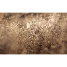 Hxadeco - Tableau photo herbes séchées dans la lumière matinale - 80x50 cm