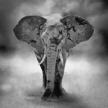 Hxadeco - Tableau photo sur toile imprimée elephanteau sur pied, 50x50cm