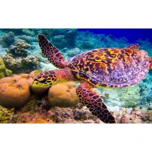 Tableau photo tortue et fonds marins - 80x50 cm