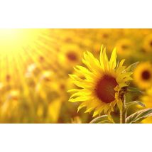 Tableau photo tournesol dans la lumière - 80x50 cm