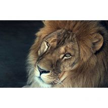 Hxadeco - Tableau Portrait de Lion en couleur - 80x50cm - made in France