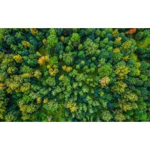 Hxadeco - Tableau Poumon vert - 80x50cm - made in France