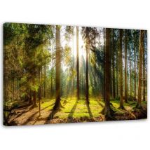 Tableau sur toile, Rayons dans une forêt ensoleillée - 60x40