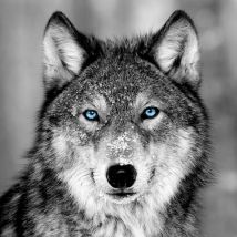 Ceanothe - Tableau sur verre loup aux yeux bleus 30x30 cm - Impression sur Verre - Image hd imprimée sur Verre - Tableau mural décoratif en verre