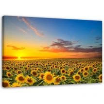 Tableau, Prairie de tournesols au coucher du soleil - 90x60
