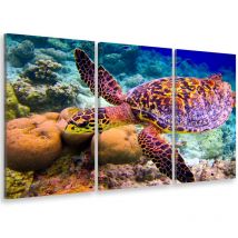 Hxadeco - Tableau triptyque Tableau photo tortue et fonds marins - 90x60 cm