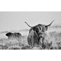 Hxadeco - Tableau Vache highland au pré - 80x50cm - made in France