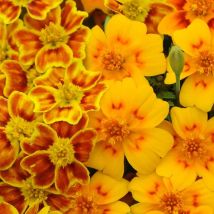 Thompson&morgan - Tagetes Starfire 1 Seed Packet