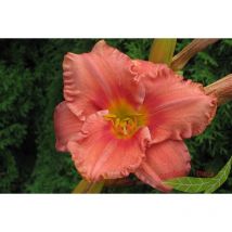 Taglilie South Seas Hemerocallis lachsrosa duftend öfterblühend im 11x11cm Topf