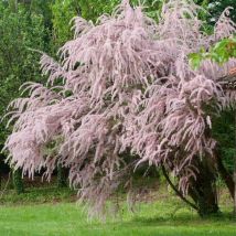 Tamaris d'Eté (Tamarix Pentandra Ramosissima)