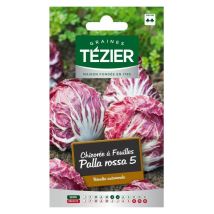 Chicorée à feuille Palla rossa 5 – Graines de potager – Période de plantation / semis