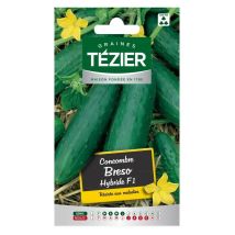 Concombre Breso HF1 – Graines de potager – Période de plantation / semis