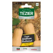 Courge Waltham Butternut – Graines de potager – Période de plantation / semis – TÉZIER