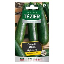 Courgette Mirza HF1 – Graines de potager – Période de plantation / semis – TÉZIER