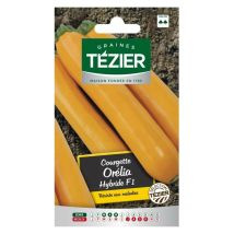 Courgette Orelia HF1 – Graines de potager – Période de plantation / semis – TÉZIER