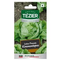 Laitue Pommée Kinemontepas – Graines de potager – Période de plantation / semis – TÉZIER