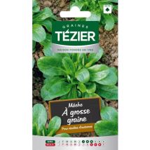 Graines Mâche Tezier À Grosse Graine