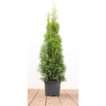 Thuja occidentalis 'Smaragd' 2L 60- 80