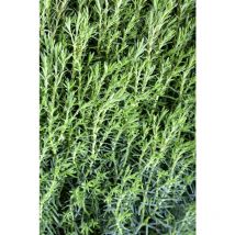 Kuschellebensbaum 'Teddy' Thuja occidentalis 'Teddy' 1L 15- 20