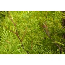 Lebensbaum 'Yellow Ribbon' Thuja occidentalis 'Yellow Ribbon' 7L 60- 80
