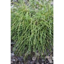 Zwerg-Lebensbaum 'Whipcord' Thuja plicata 'Whipcord' c 30- 40